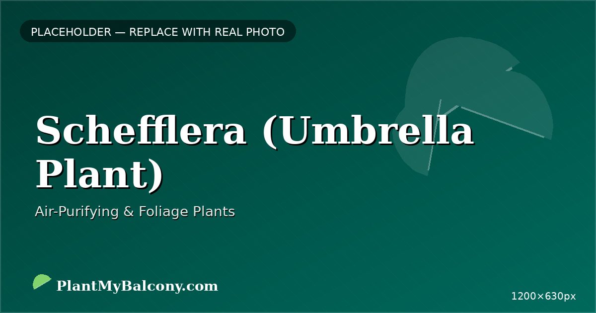 Schefflera (Umbrella Plant) plant India