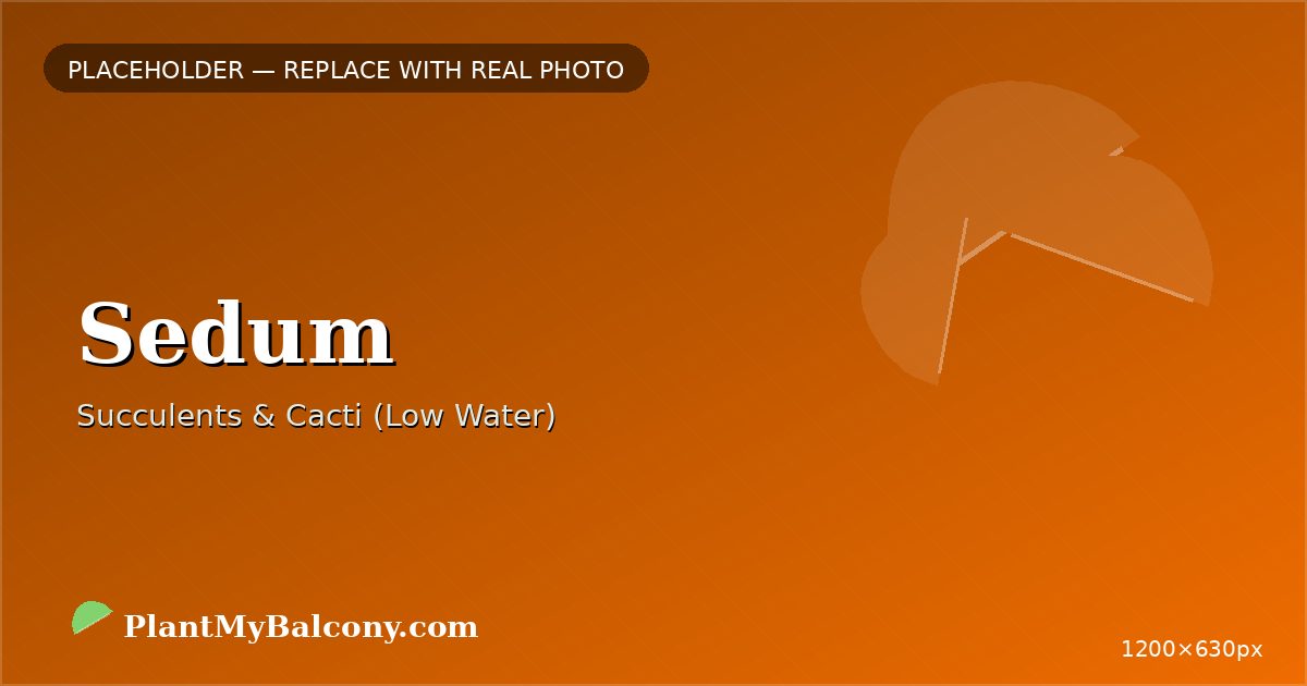 Sedum plant India