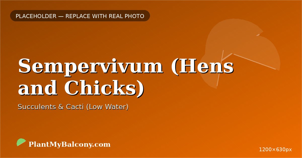 Sempervivum (Hens and Chicks) plant India