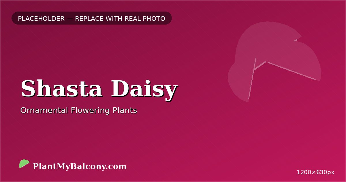 Shasta Daisy