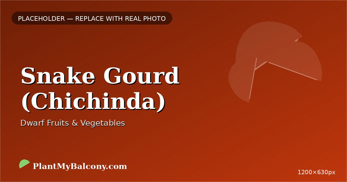 Snake Gourd (Chichinda) plant India
