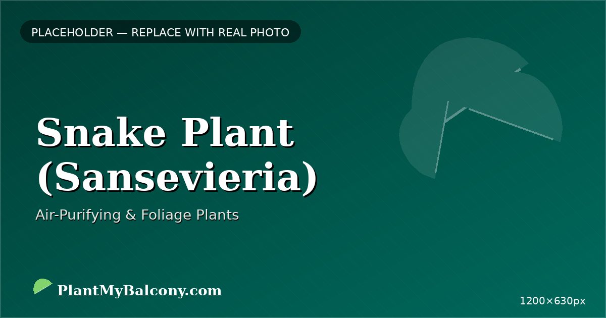 Snake Plant (Sansevieria) plant India