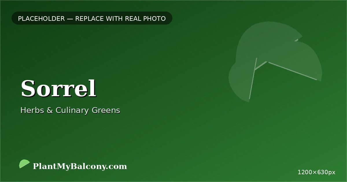 Sorrel