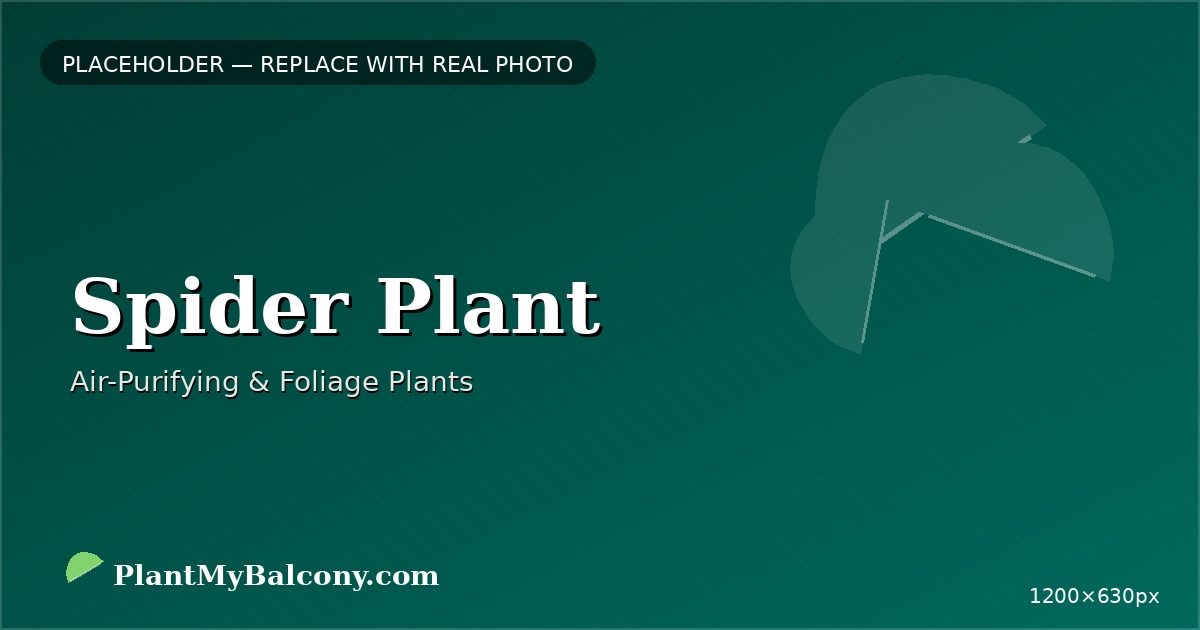 Spider Plant plant India