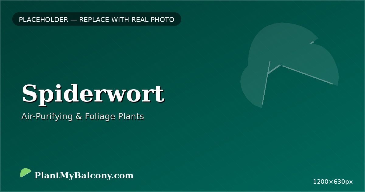Spiderwort plant India