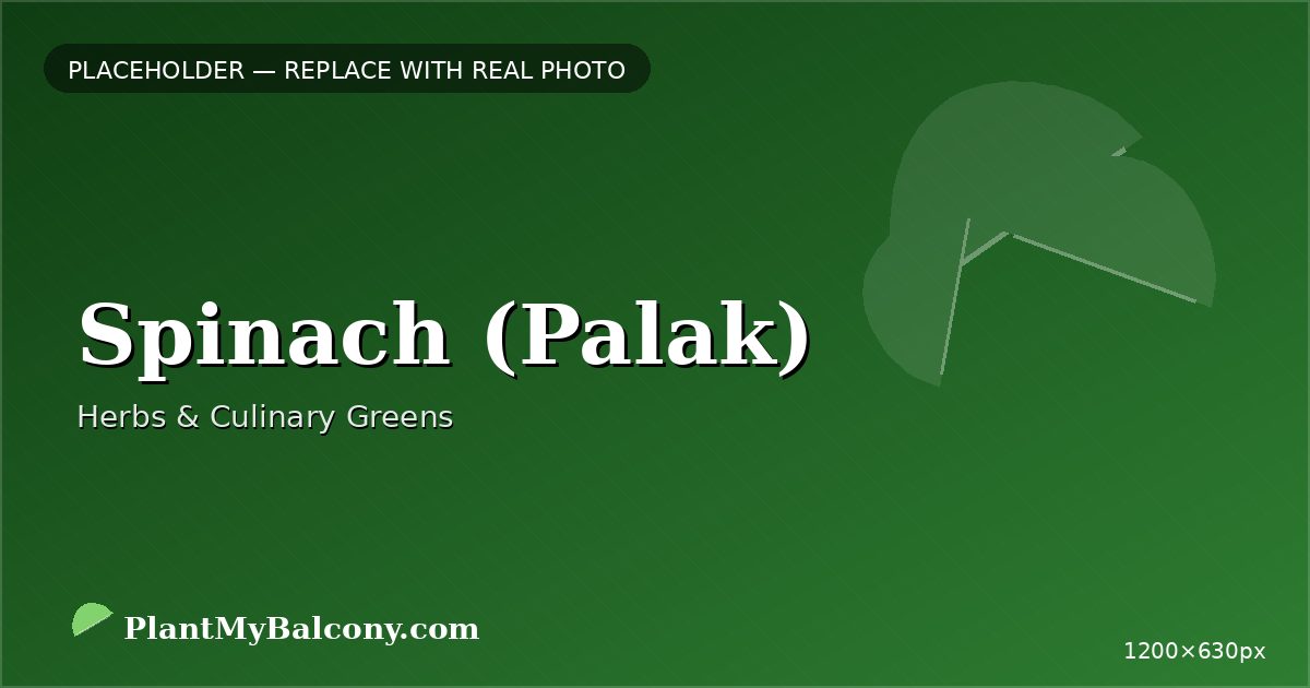 Spinach (Palak) plant India