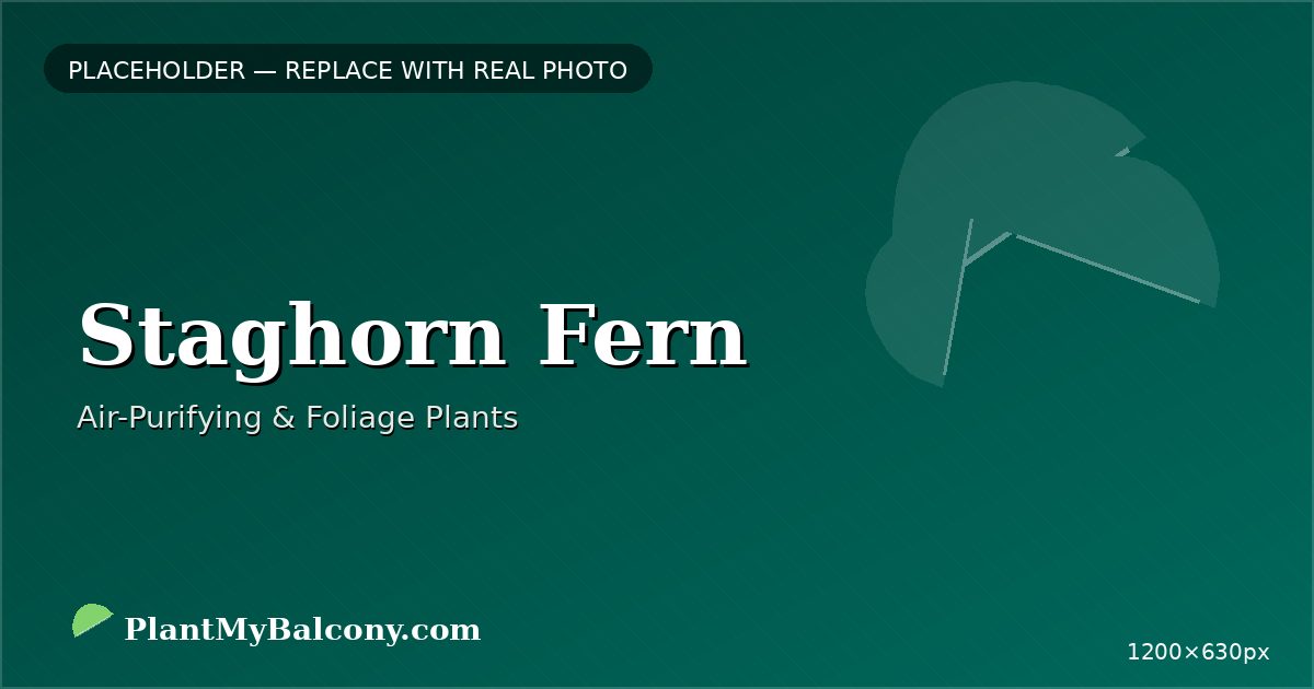 Staghorn Fern