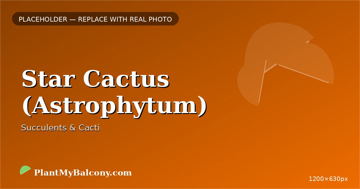 Star Cactus (Astrophytum)