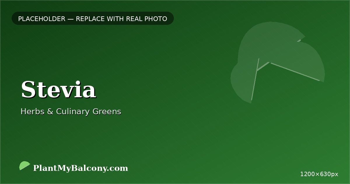 Stevia plant India