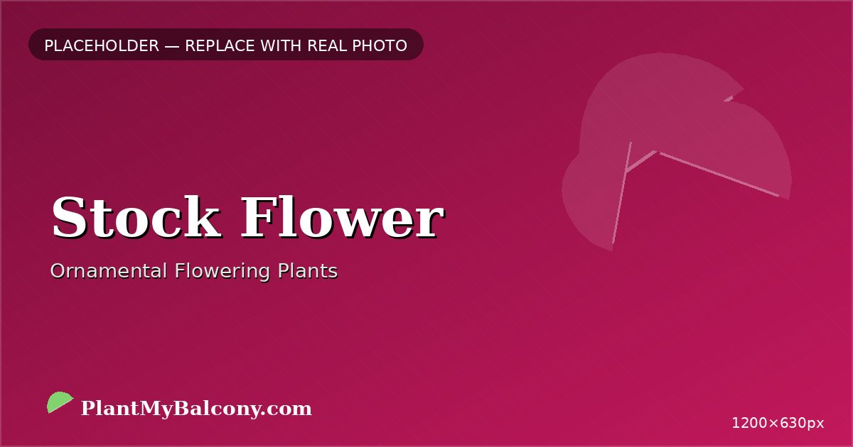Stock Flower plant India