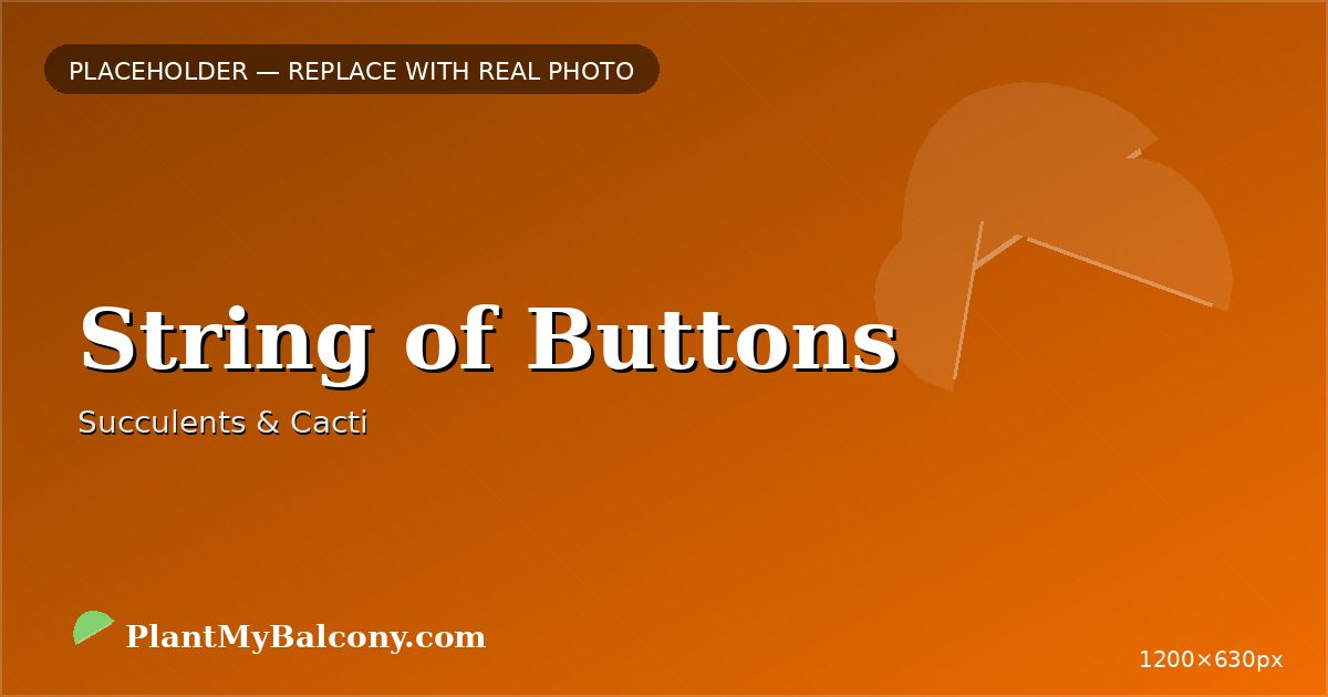 String of Buttons plant India