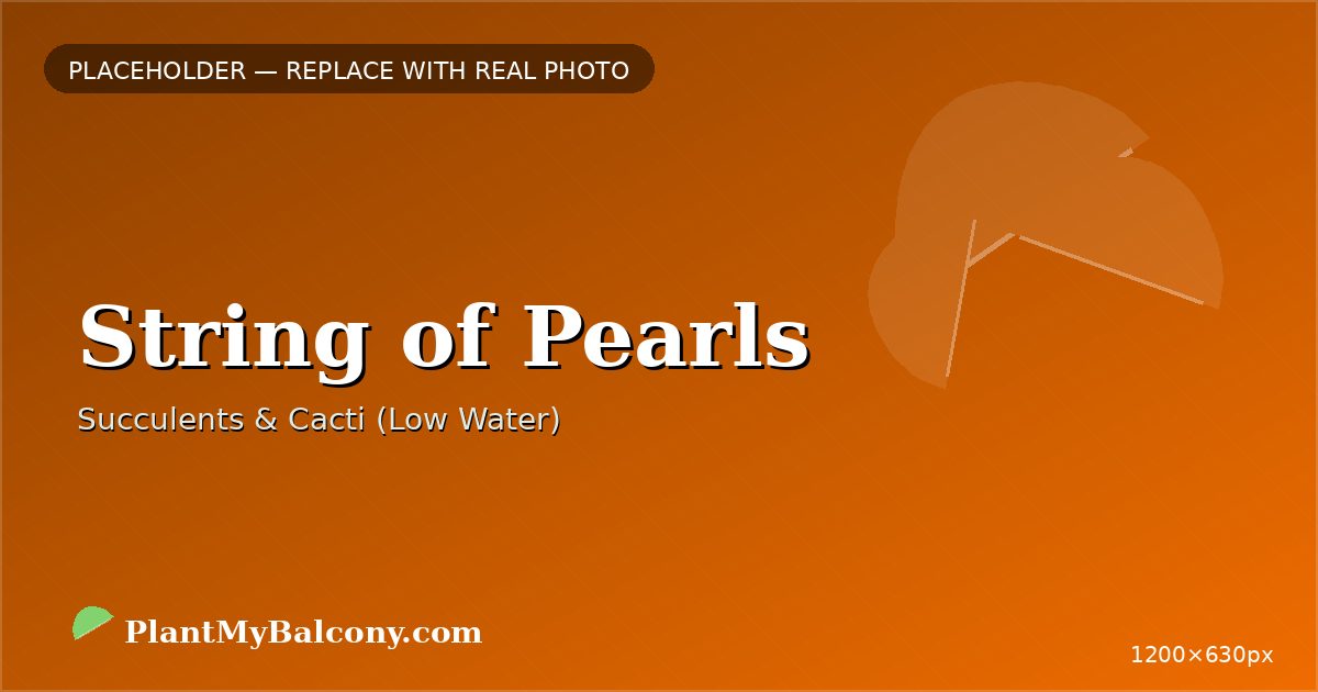 String of Pearls plant India