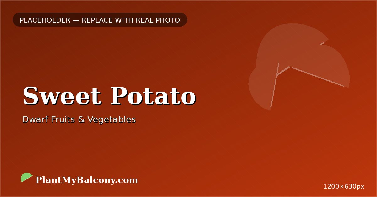 Sweet Potato plant India
