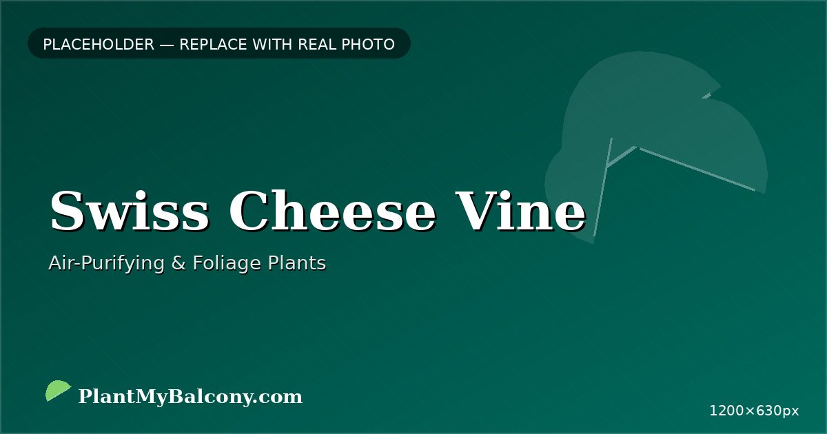 Swiss Cheese Vine