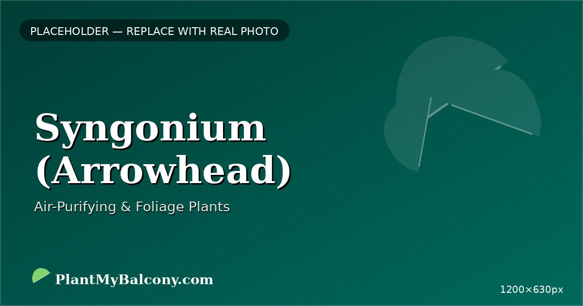 Syngonium (Arrowhead) plant India