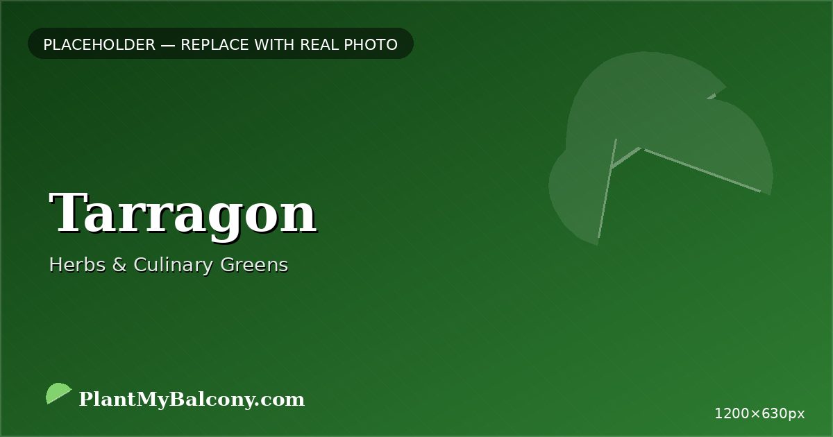 Tarragon plant India