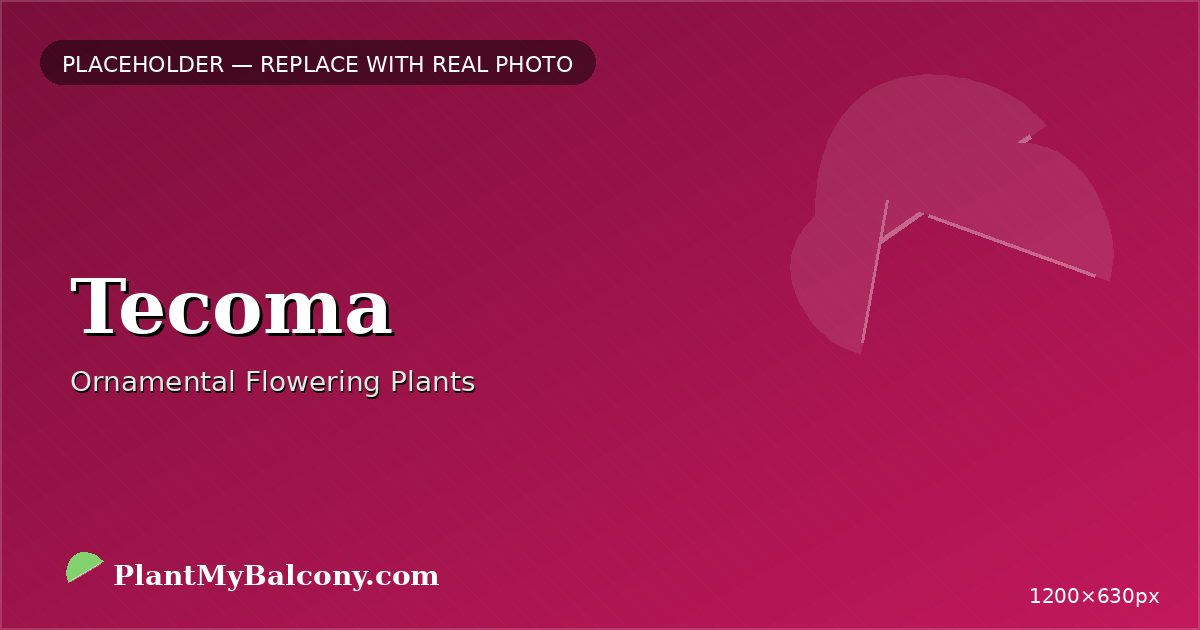 Tecoma plant India