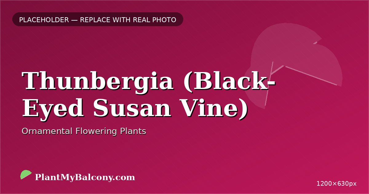 Thunbergia (Black-Eyed Susan Vine)
