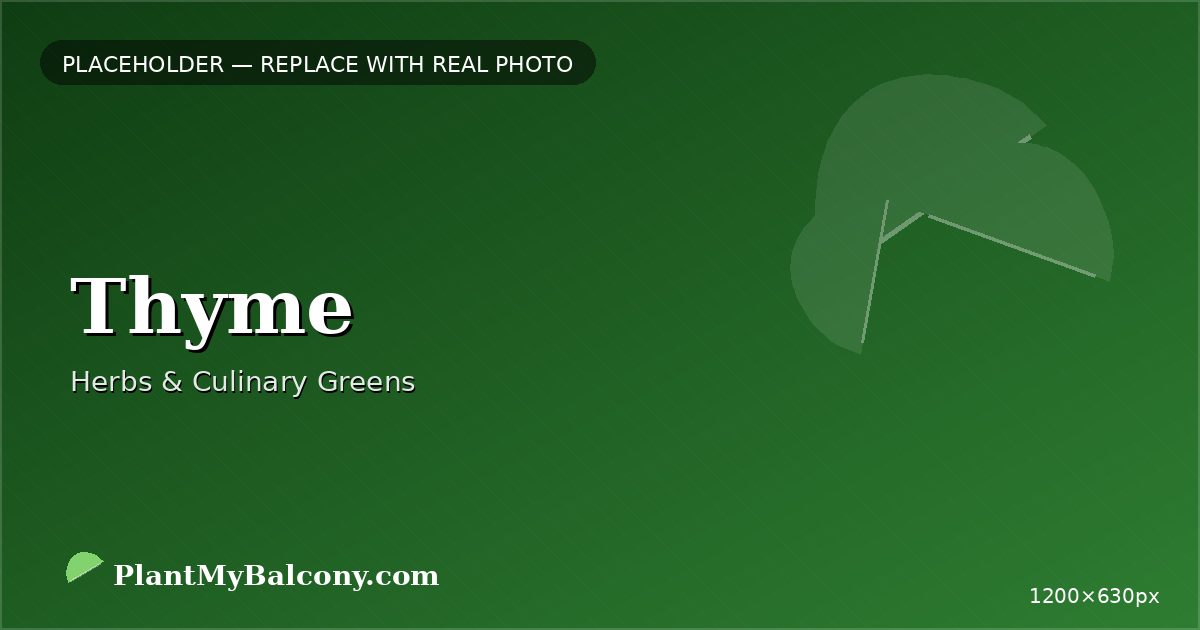 Thyme plant India