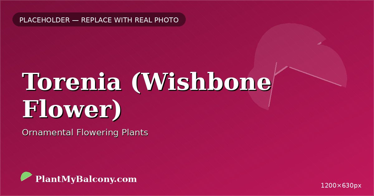 Torenia (Wishbone Flower) plant India