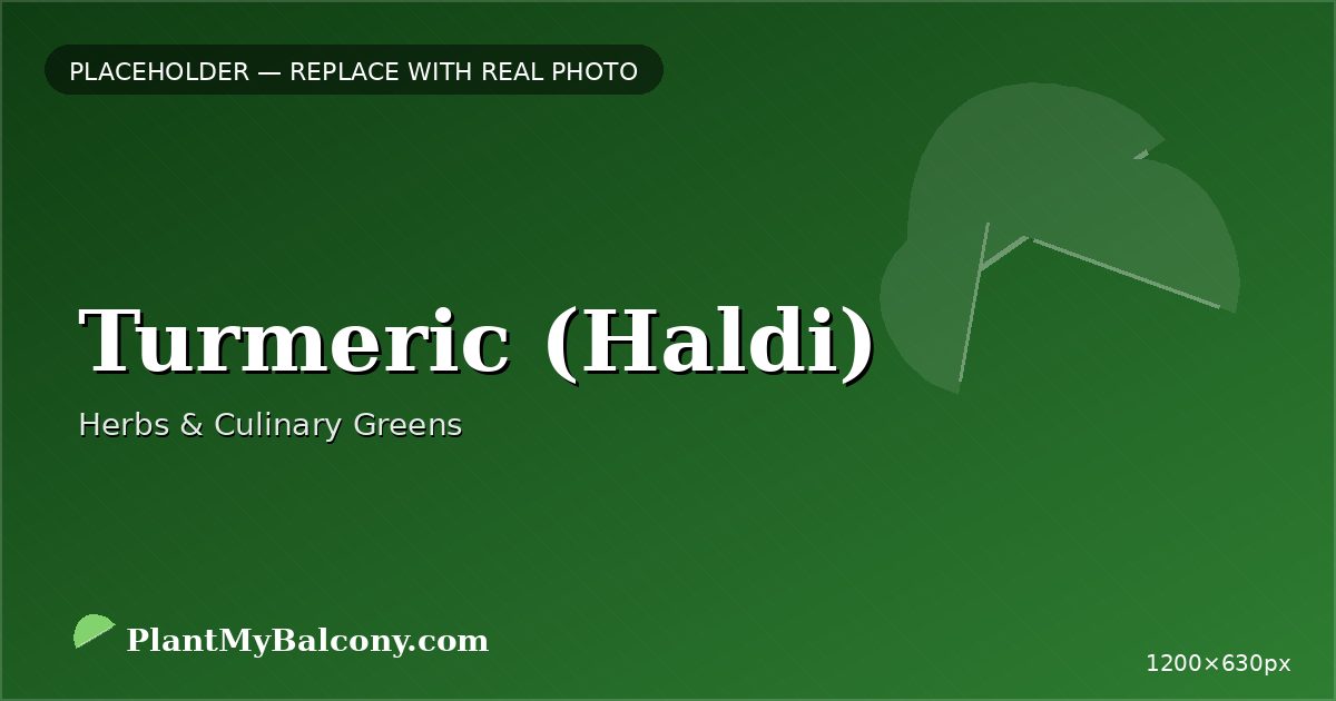 Turmeric (Haldi) plant India