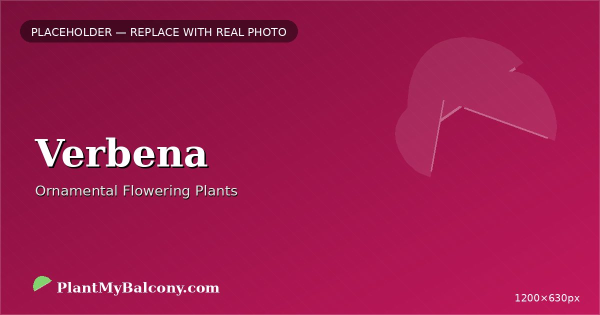 Verbena plant India
