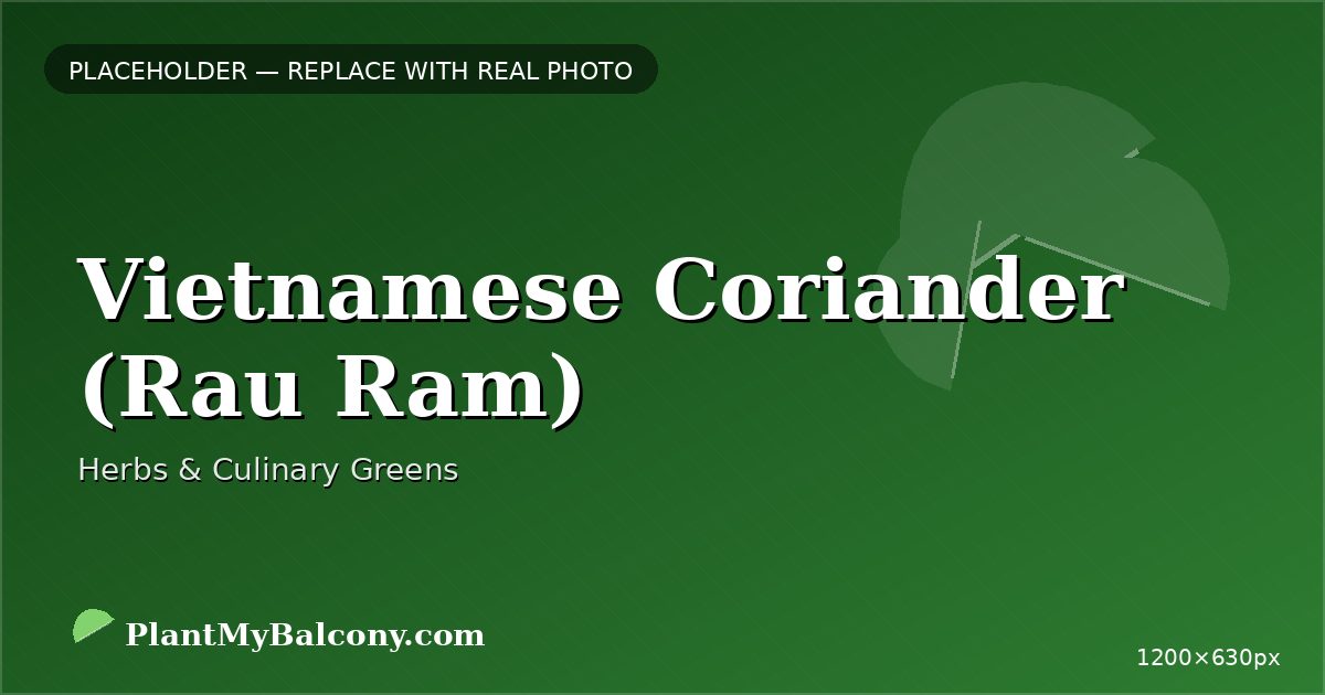 Vietnamese Coriander (Rau Ram) plant India