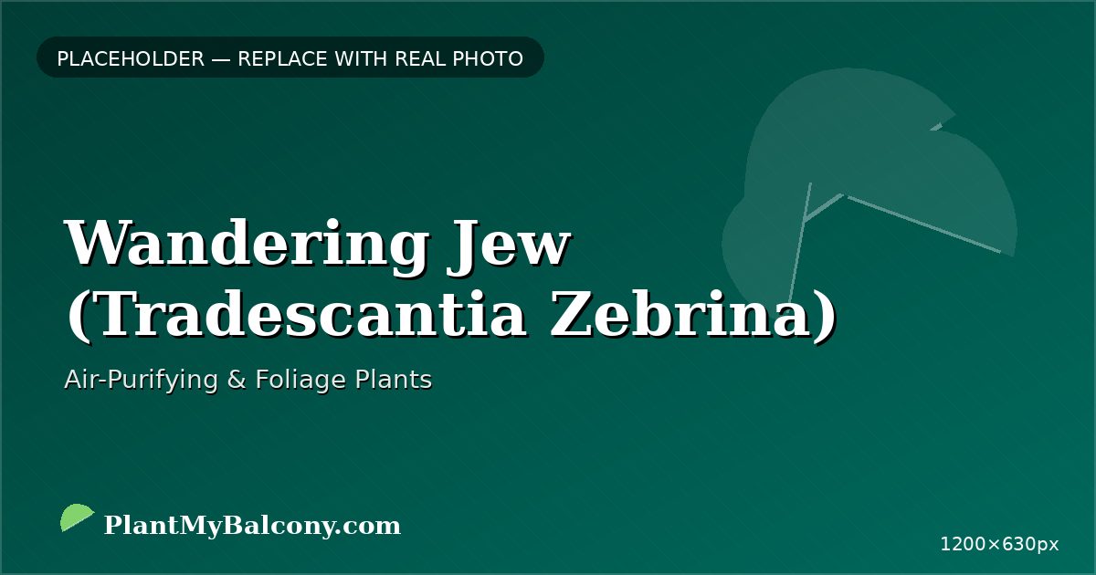Wandering Jew (Tradescantia Zebrina)