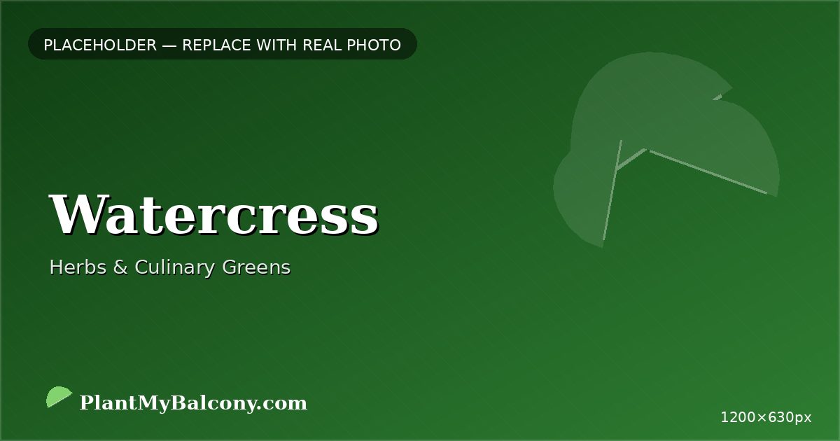 Watercress