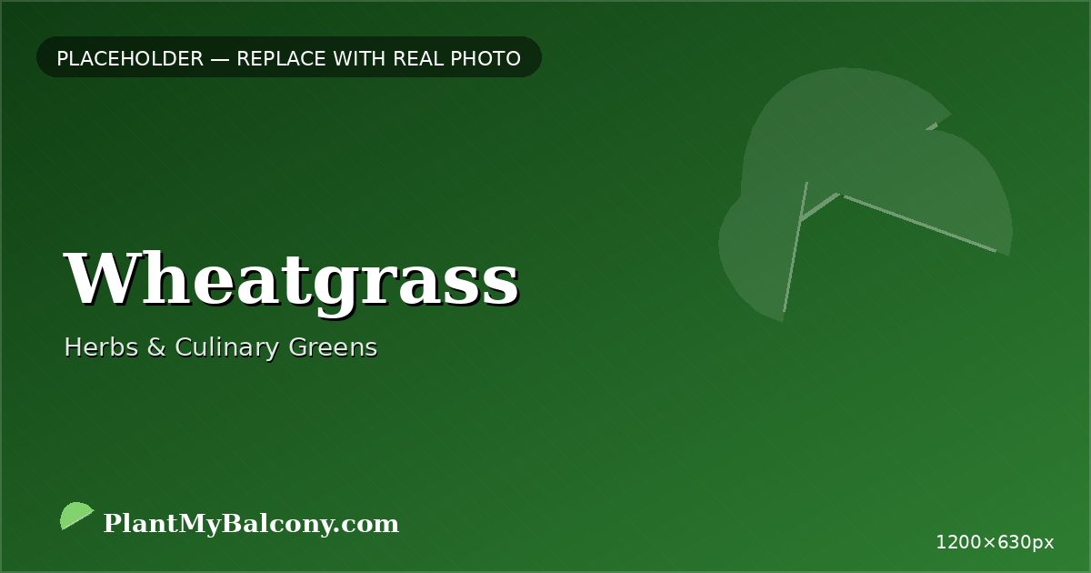 Wheatgrass