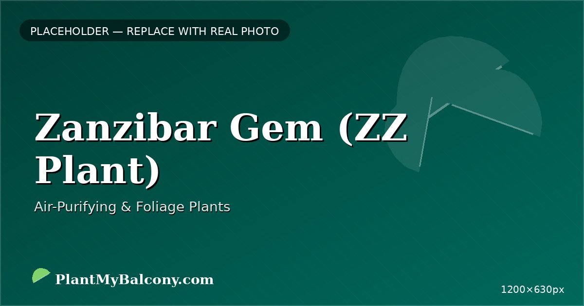 Zanzibar Gem (ZZ Plant) plant India