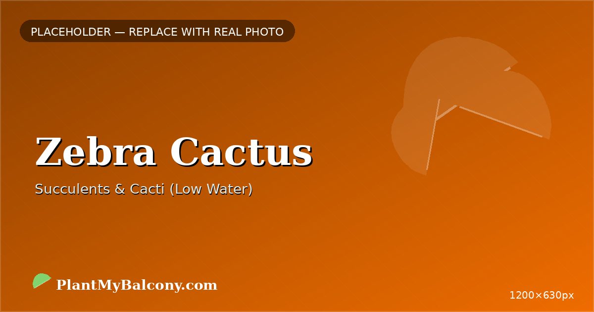 Zebra Cactus plant India